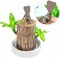 Brazil Wood Hydroponic Potted Plant Indoor Lucky Wood Potted Hydroponic Office